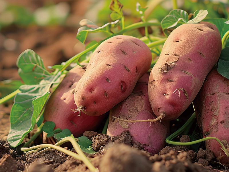 SWEET POTATO